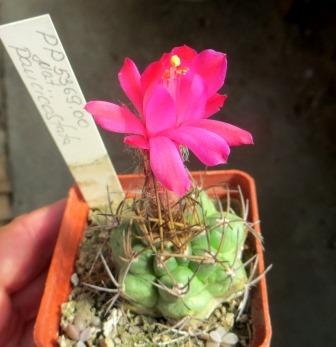 matucana paucicostata PP 5369.00