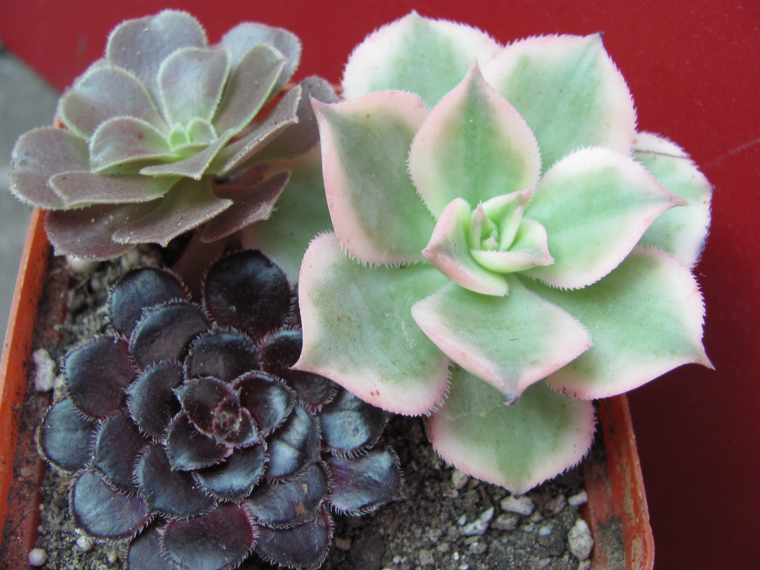 Aeonium        3 разом