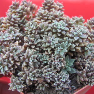 Monanthes    subcrassicaulis