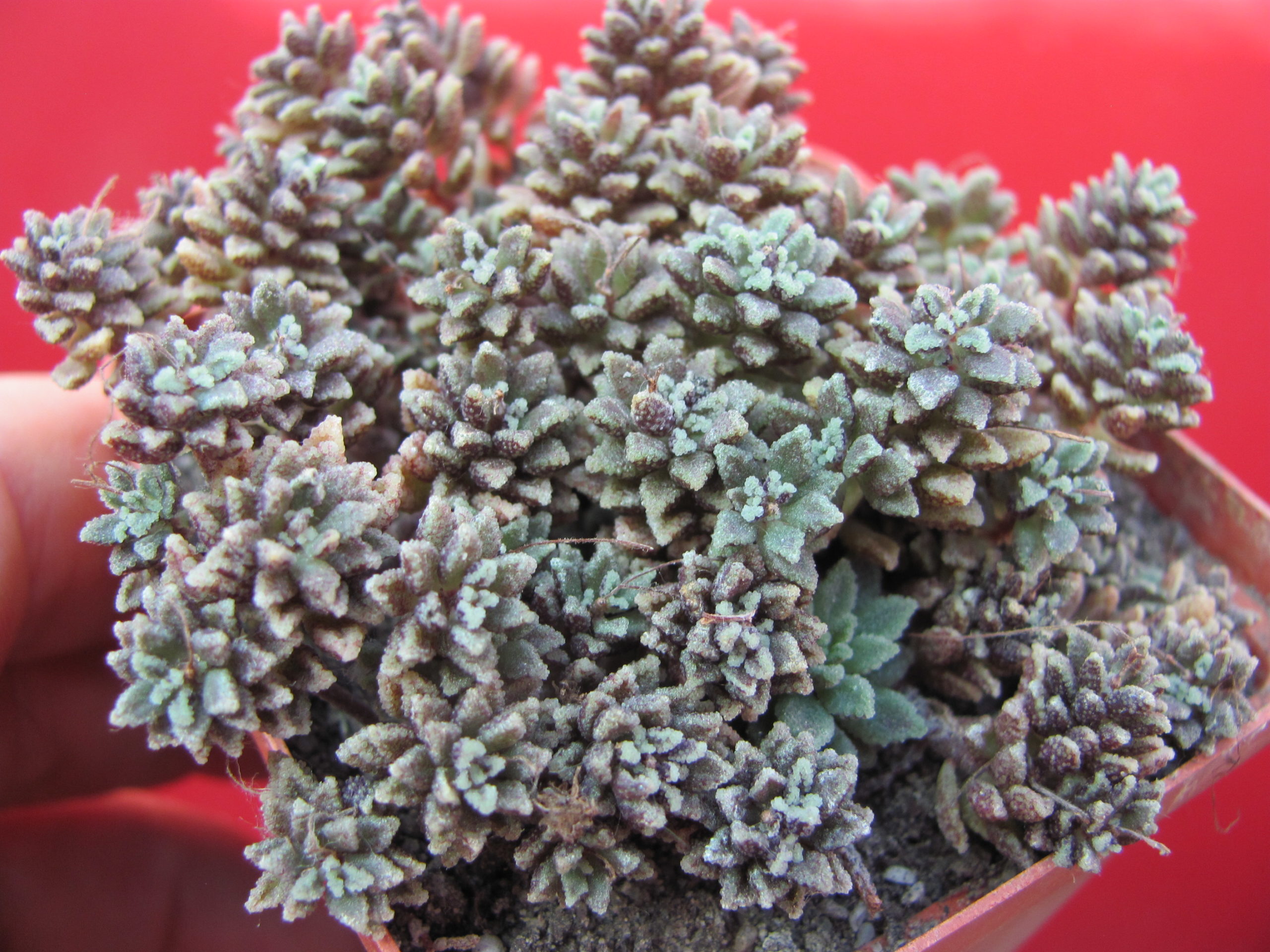 Monanthes    subcrassicaulis