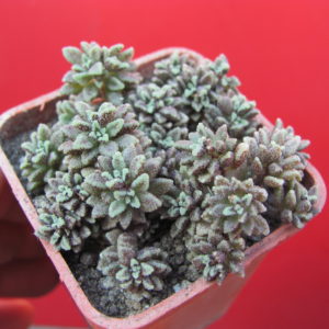 Monanthes    subcrassicaulis