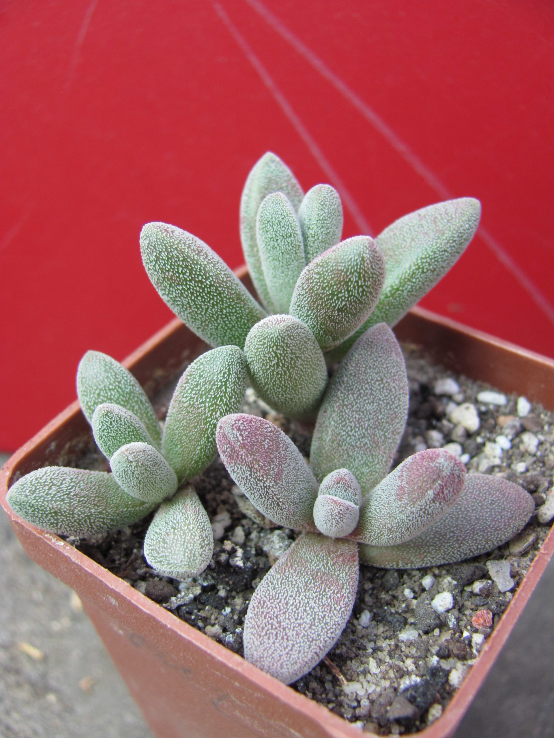 Crassula    namaguensis