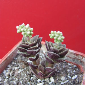 Crassula     hybr.          ( hybrid   Lipskiy )