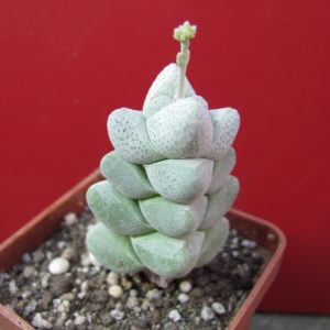 Crassula      deceptor   forma 2     ( можливо гібрид )
