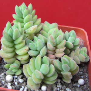 Crassula    velutina