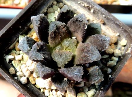 haworthia maughanii hybrid