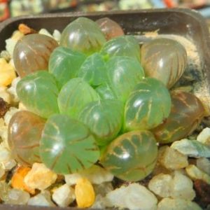 haworthia obtusa