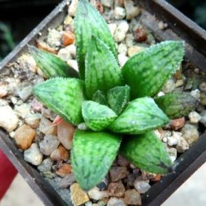 haworthia esterhuizenii x picta