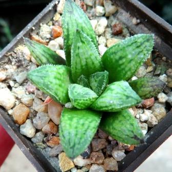 haworthia esterhuizenii x picta