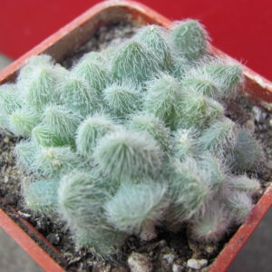 Segum    hintonii