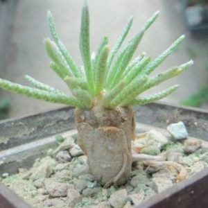 avonia alstonii