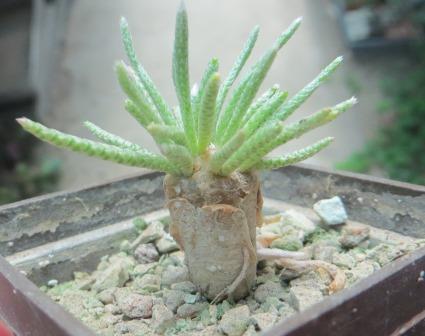 avonia alstonii