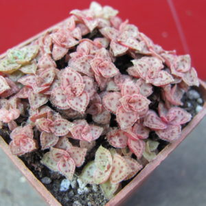 Crassula    picturata