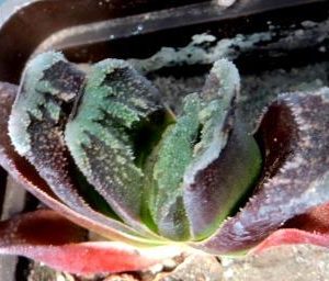 haworthia truncata hybrid