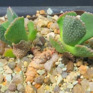aloinopsis malherbei