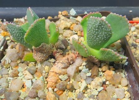 aloinopsis malherbei