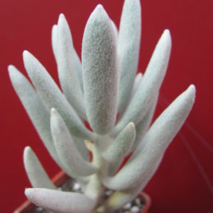 Senecio    haworthioides    F2