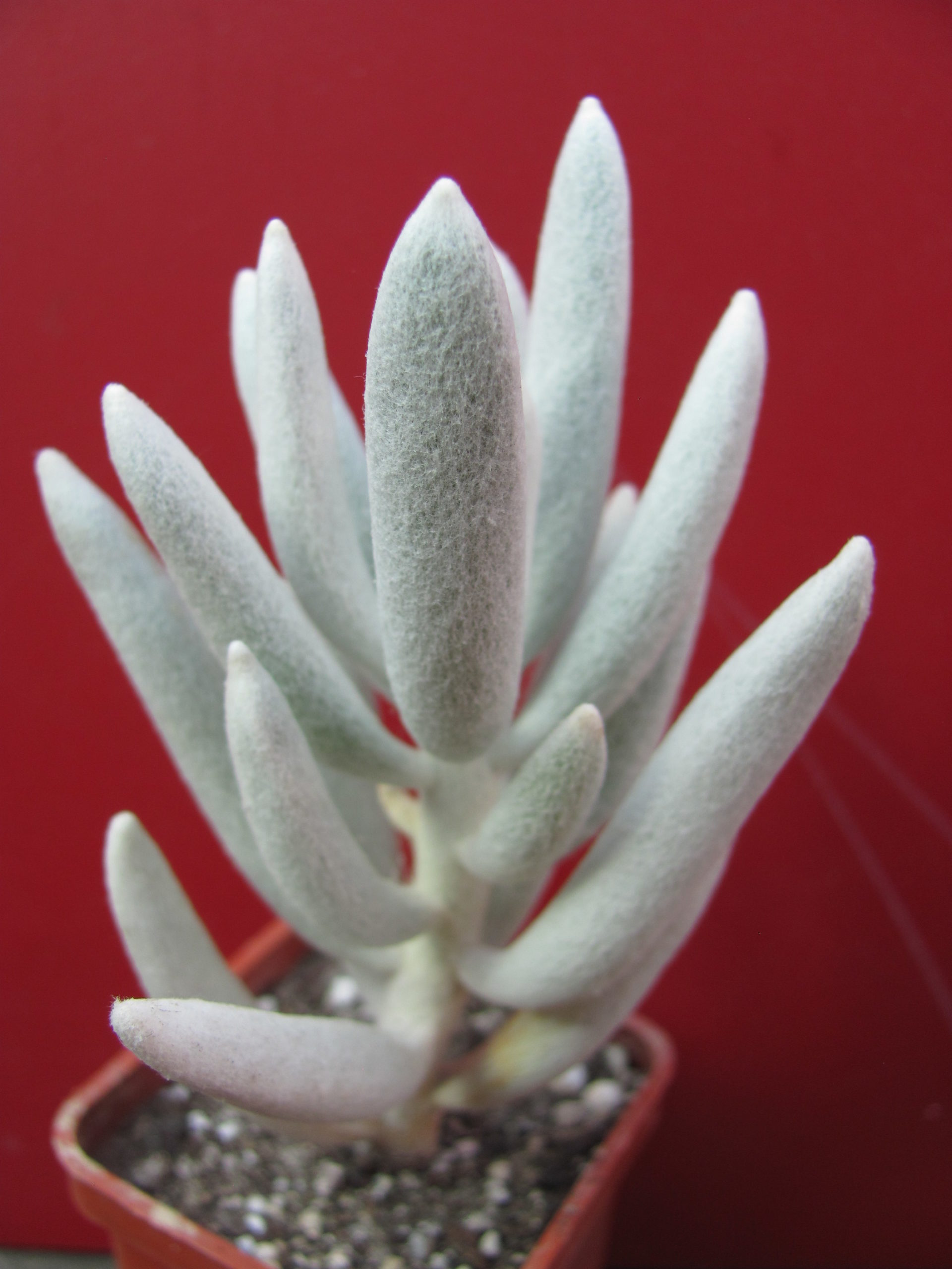 Senecio    haworthioides    F2