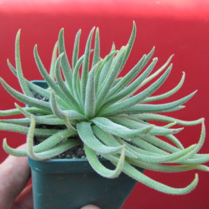 Crassula    hirta     *Mossel  Bay*