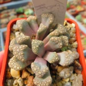 titanopsis hugo-schlechteri