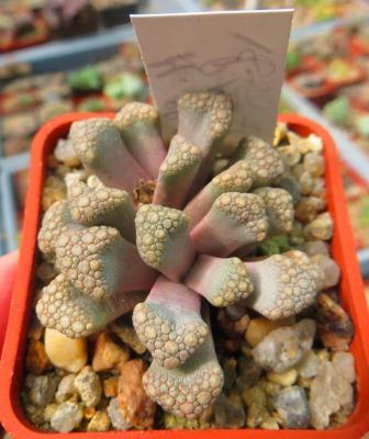 titanopsis hugo-schlechteri
