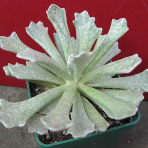 Senecio   scoposus    addoensis