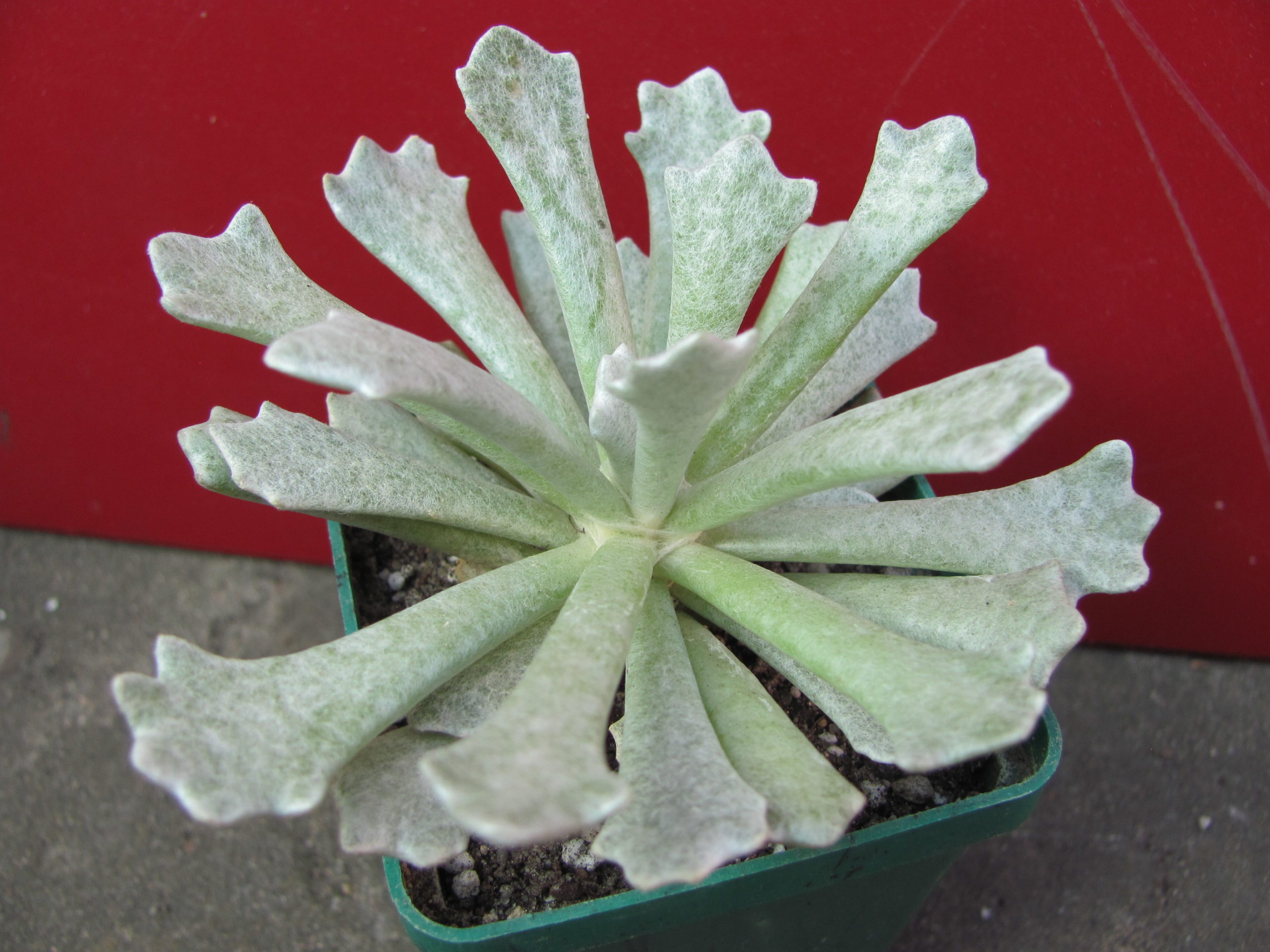 Senecio   scoposus    addoensis
