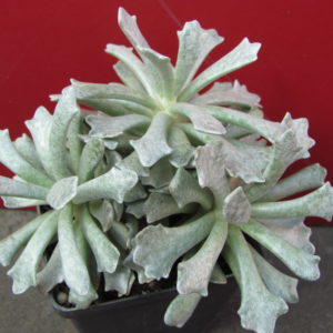Echeveria    scoposus    addoensis