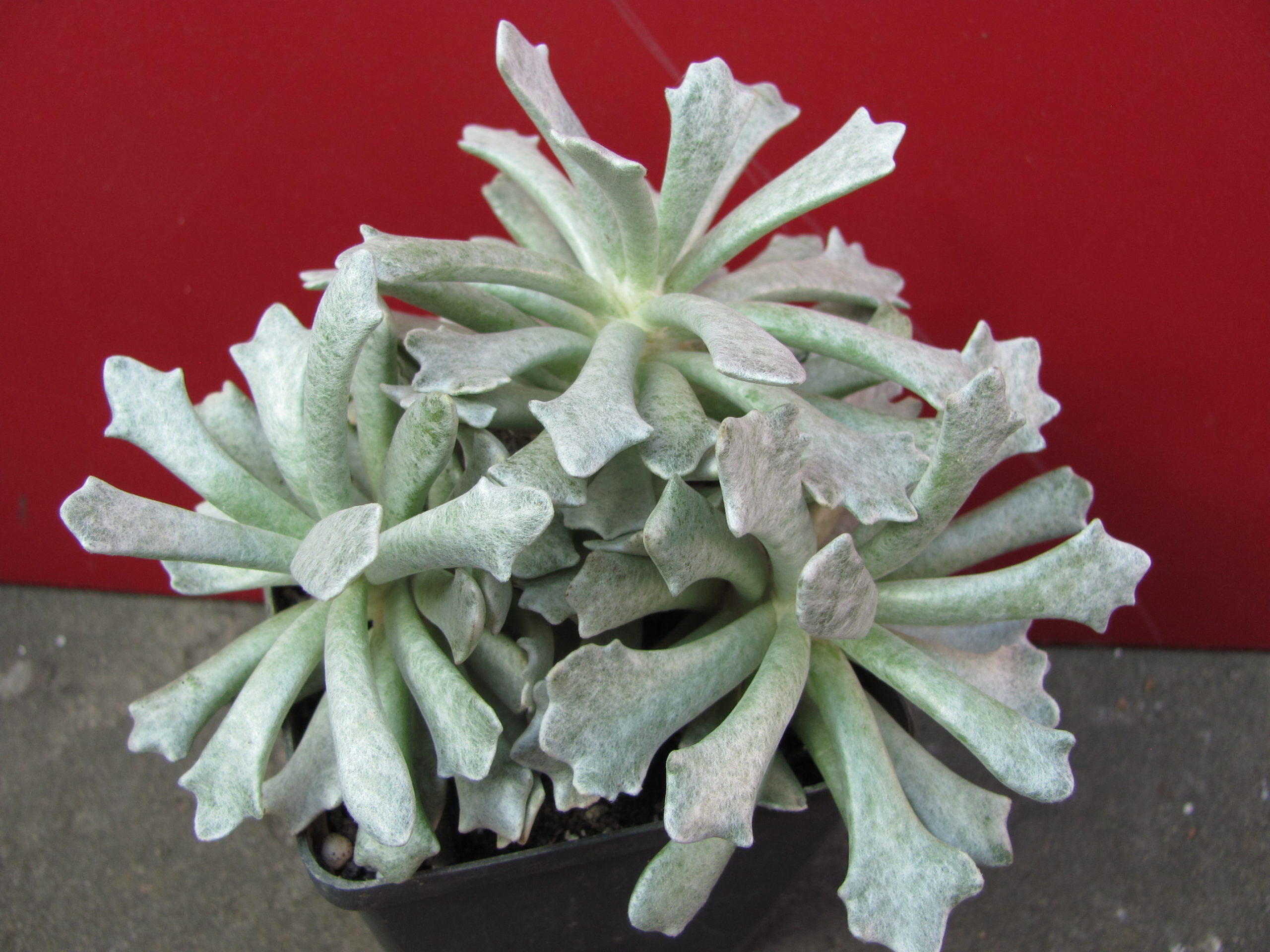 Echeveria    scoposus    addoensis
