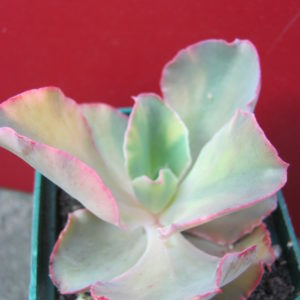 Echeveria      *     Curly*   variegata