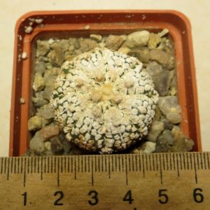 astrophytum super kabuto super white