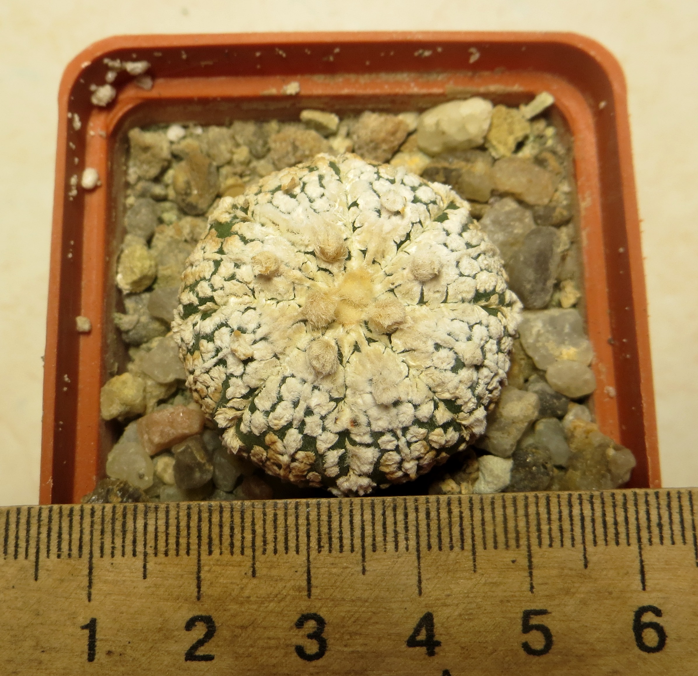astrophytum super kabuto super white