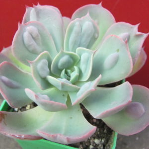 Echeveria     Raindrops  x  Parva