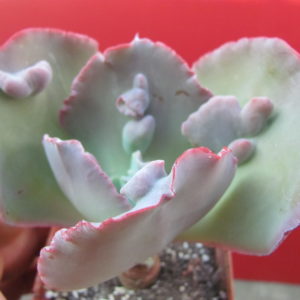 Echeveria     Raggamuffin