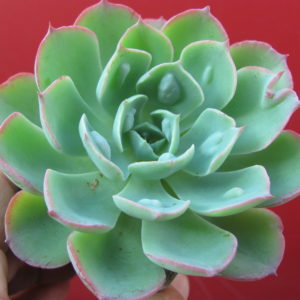Echeveria     Raindrops