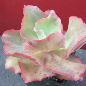 Echeveria     Blue   Giant