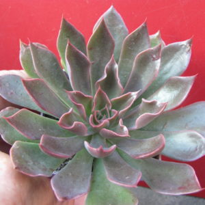Echeveria    strictiflora    hybr.   F2