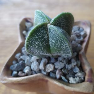 Astrophytum myriostigma quadricostatum
