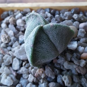 Astrophytum myriostigma v. tricostatum