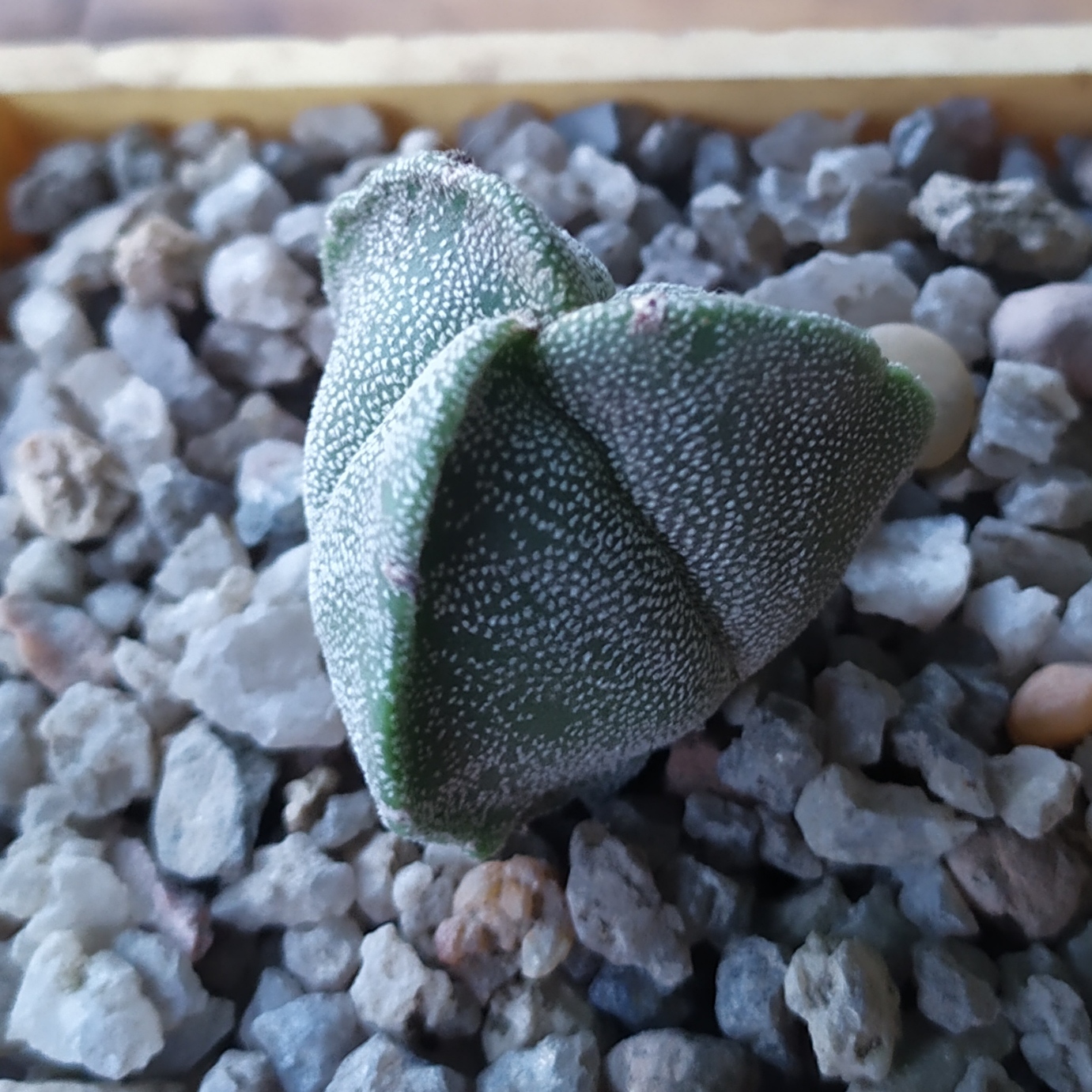 Astrophytum myriostigma v. tricostatum