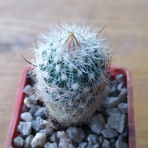 Echinofossulocactus albatus