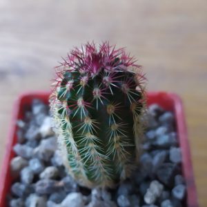 Echinocereus russanthus