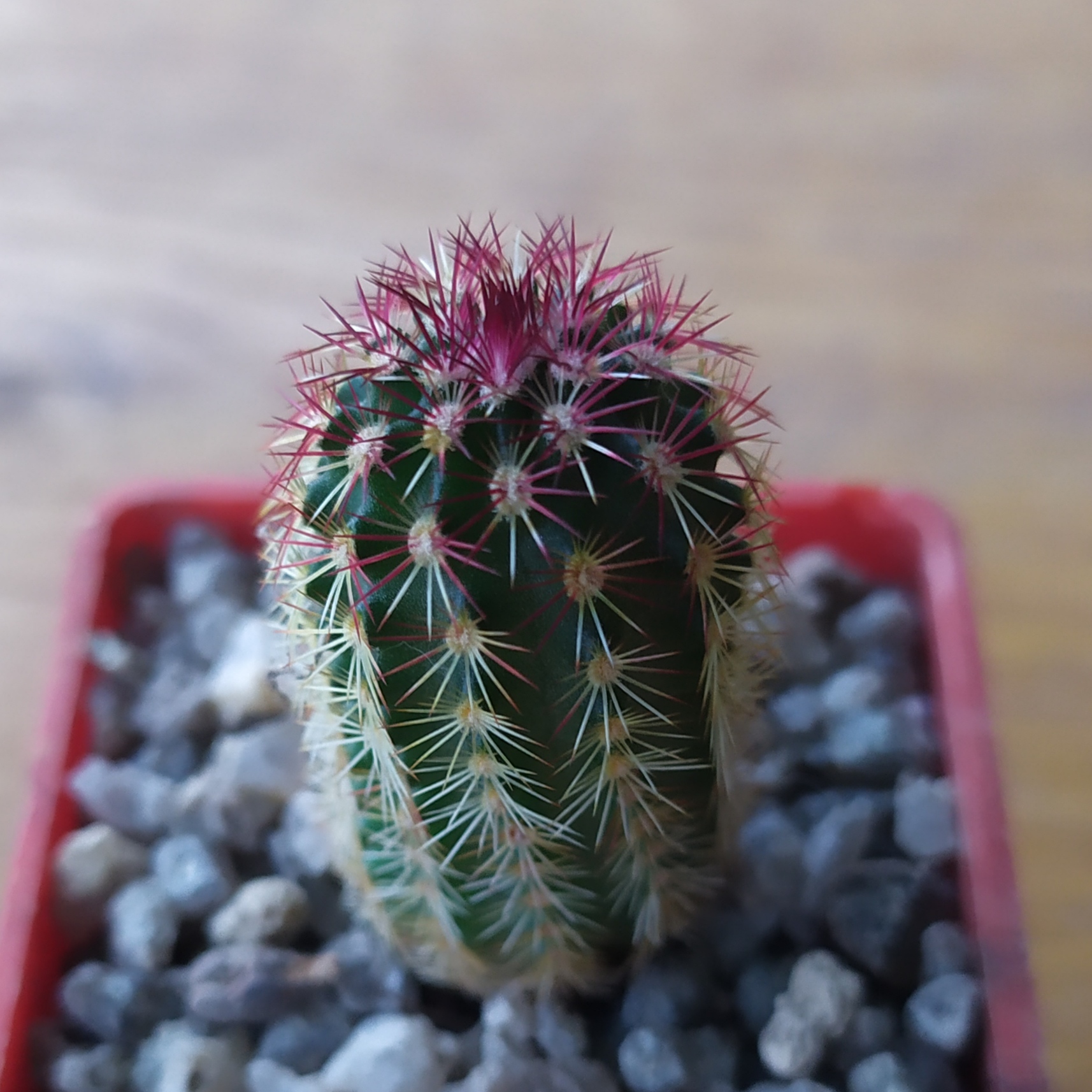Echinocereus russanthus