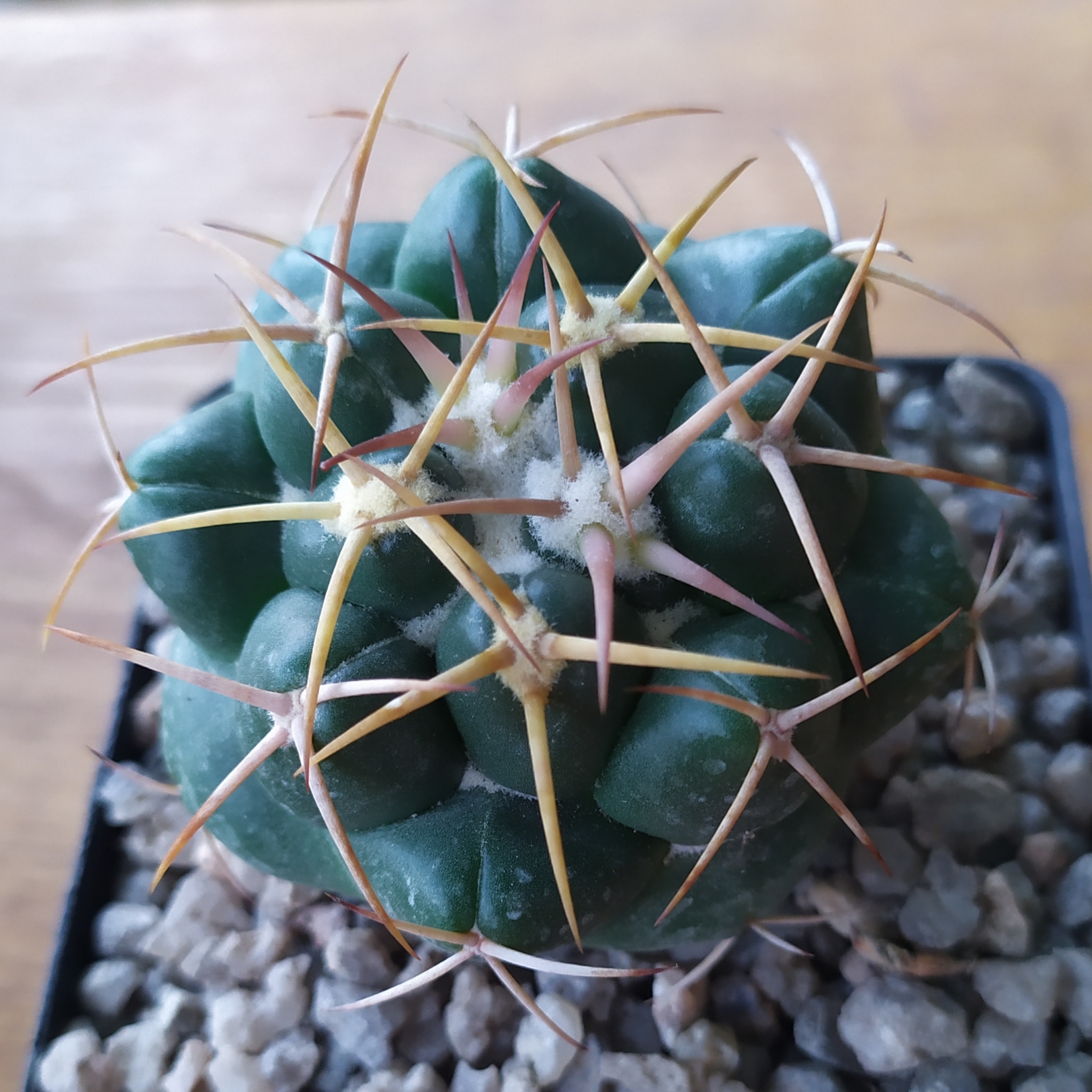 Coryphantha elephantidens