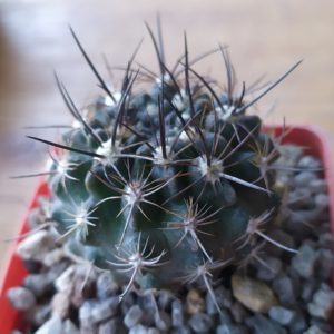 Neoporteria paucicostata