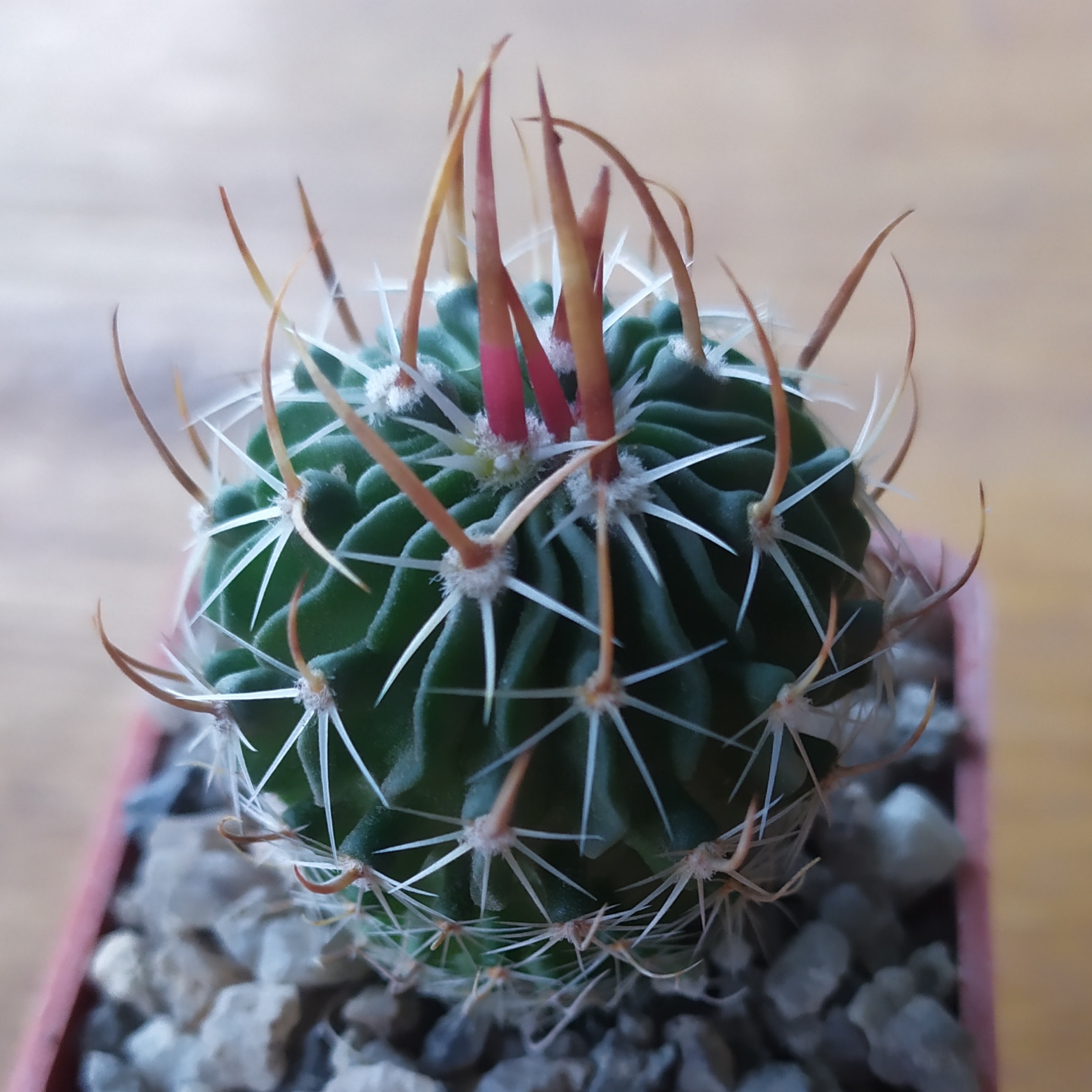 Echinofossulocactus lloydii