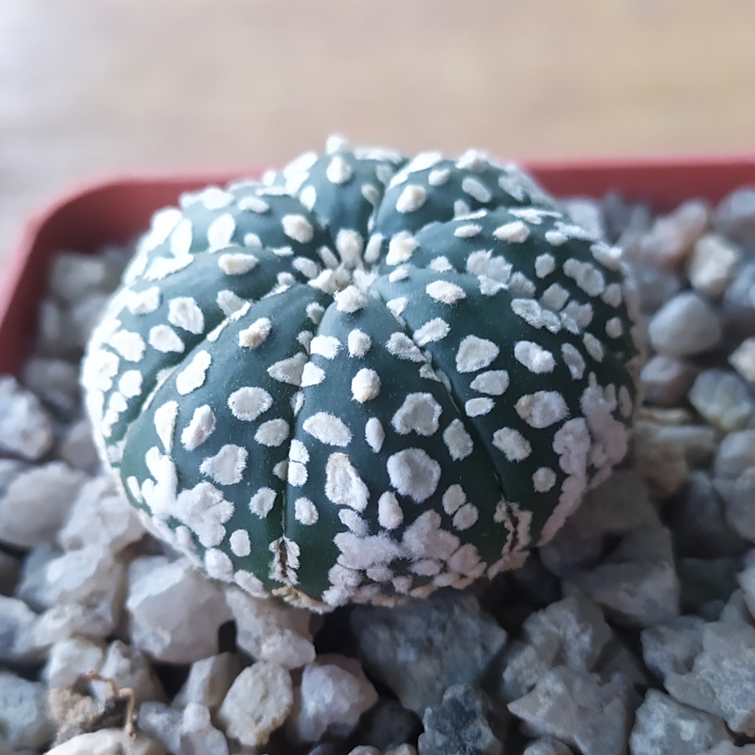 Astrophytum asterias cv. Super Kabuto