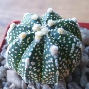 Astrophytum asterias cv. Super Kabuto