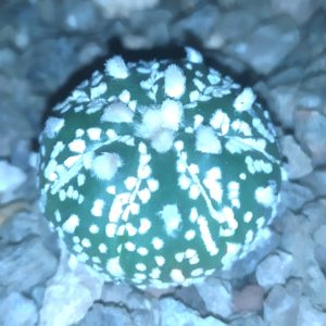 Astrophytum asterias cv. Super Kabuto