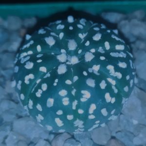 Astrophytum asterias cv. Super Kabuto